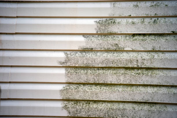 Best Custom Trim and Detailing for Siding  in Andusia, AL